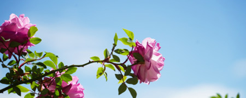 爬藤蔷薇花的养殖方法和注意事项