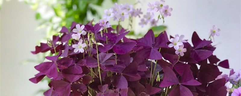 紫叶酢浆草种植方法，什么时候种
