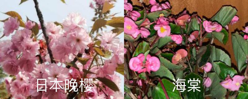 日本晚樱和海棠的区别，分别怎么养护