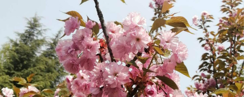日本晚樱怎么种植，什么时候种植