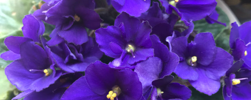 非洲紫罗兰开花后怎么修剪，开花后怎么养
