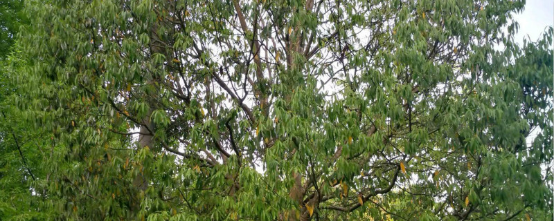 老鹰茶树的栽培技术，什么时候种植