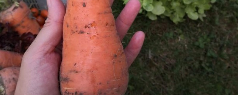露天种胡萝卜怎么种，什么时候播种