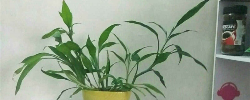 家中如何养富贵竹，怎么繁殖
