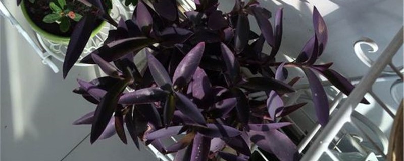 紫鸭跖草叶子为什么合起来