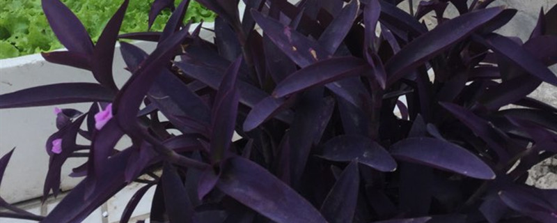紫鸭跖草怎么水培