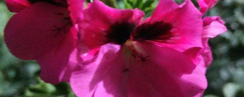 大花天竺葵的养殖方法，必须春化才能开花吗