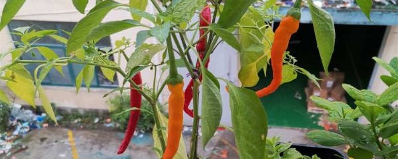 辣椒种植方法和管理要点