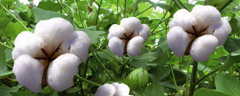懒汉棉花的种植方法，什么时候种植