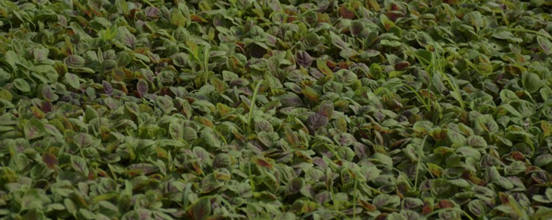 红汗菜种植时间和方法