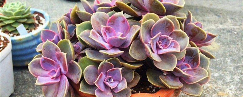 紫珍珠和彩虹的区别 怎么养出状态 花百科