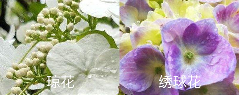 琼花和绣球花的区别，分别怎么养护