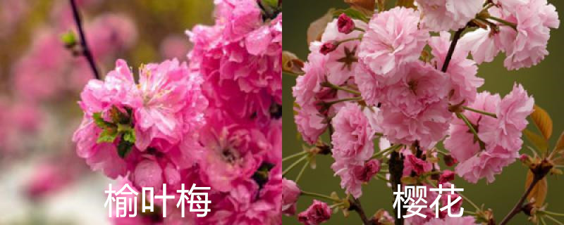 榆叶梅和樱花的区别