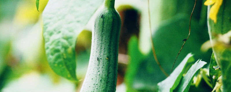 丝瓜怎么种植才能出苗，什么时候种植