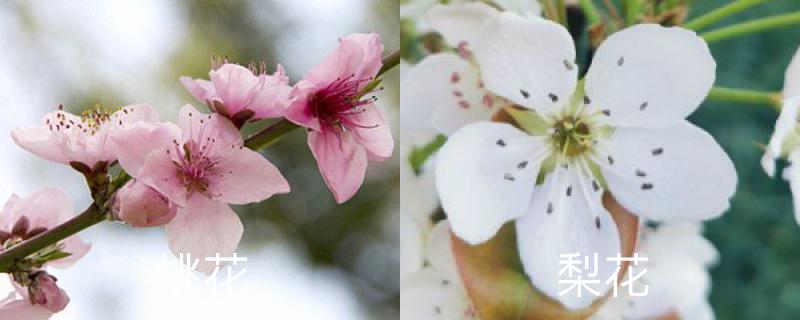 桃花和梨花的区别图片图片