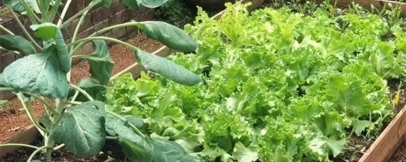 如何种植生菜
