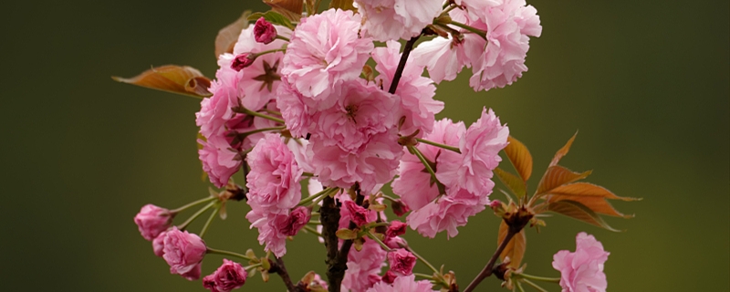 樱花扦插方法和时间
