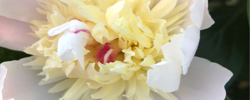 白芍花的花语是什么