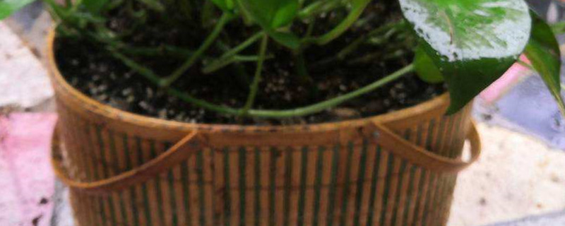 竹篮怎么放土种花