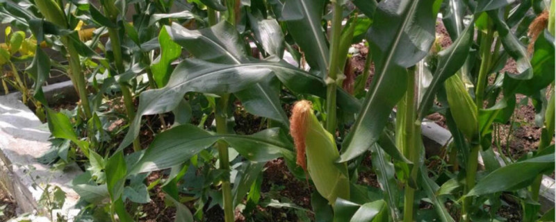 玉米是单性花还是双性花?