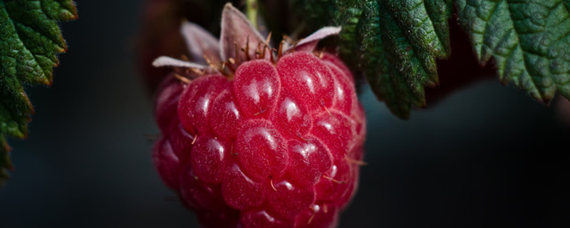 红树莓和覆盆子是一个东西吗