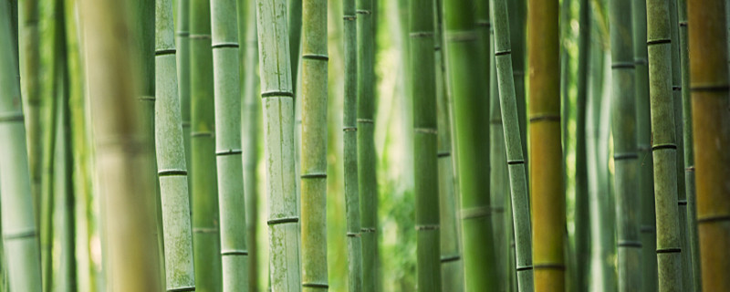 竹子在北方能种植活吗