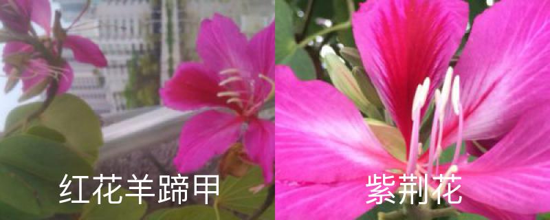 红花羊蹄甲和紫荆花的区别