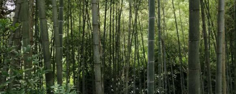 大型楠竹种子怎么种