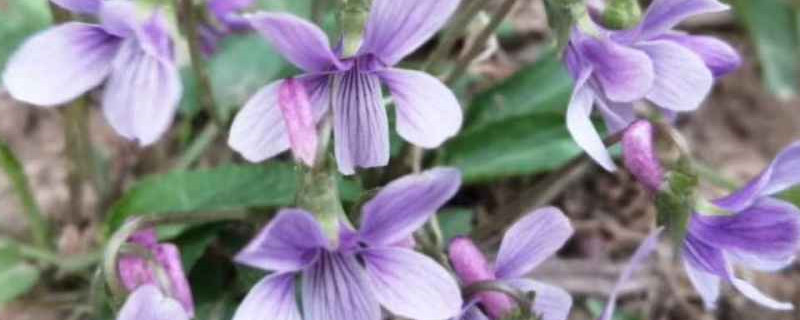紫花地丁种植方法和时间