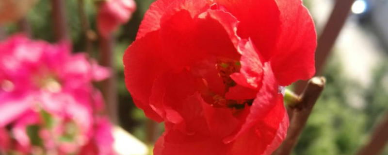 木本海棠扦插繁殖方法