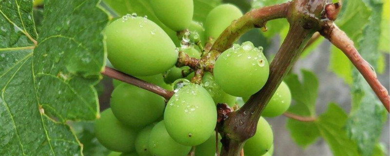 春天葡萄树的种植方法