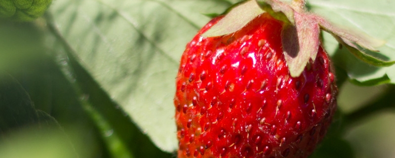 为什么在阳台种的草莓结果那么小