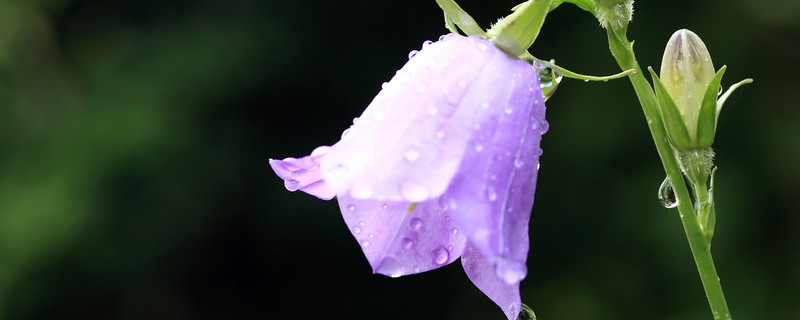 紫风铃花语 花百科