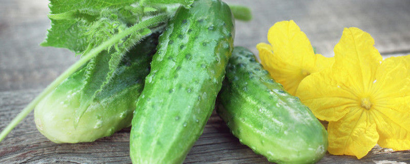 黄瓜能耐多少度的低温