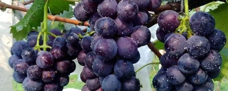 葡萄树养殖方法和注意事项
