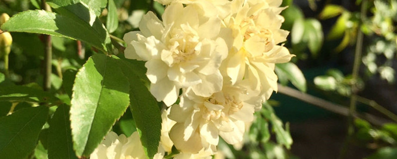 白木香花种植方法
