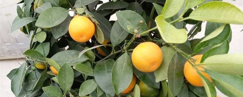 橘子开花后果实就落了