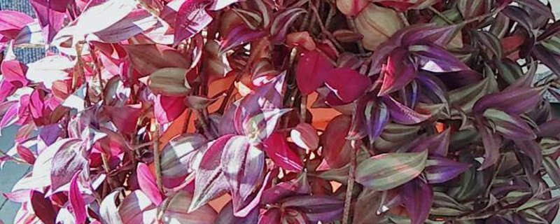 紫叶吊竹梅扦插方法