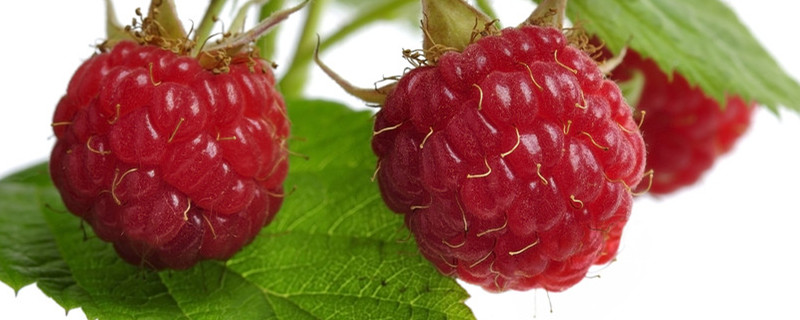 树莓的养殖及修剪方法