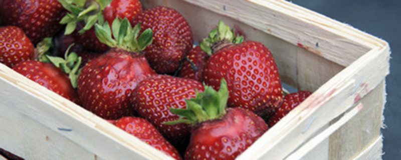 种的草莓不甜怎么办