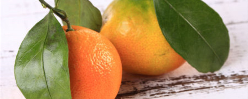 柑橘叶子发白怎么治疗