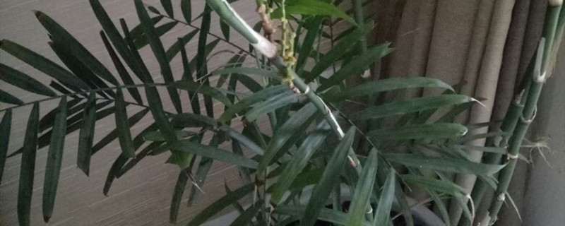 散尾葵与凤尾竹是一样的吗
