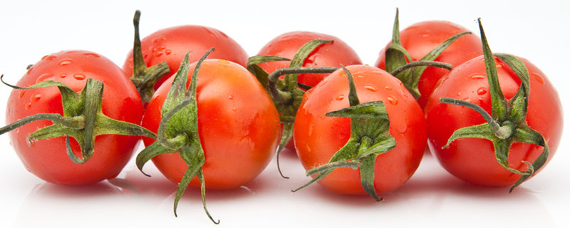 盆栽矮生红番茄种植方法