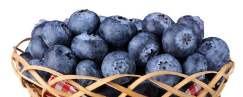 刚种的蓝莓多久可以浇淘米水