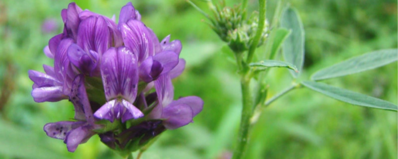 紫花苜蓿种子怎么种