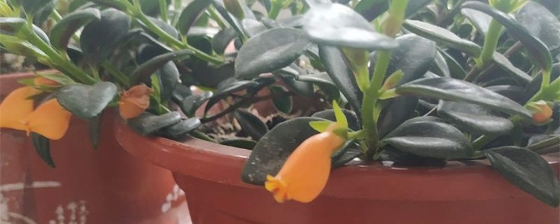 蚊香灰可以养花杀虫吗 蚊香灰可以养花杀虫吗