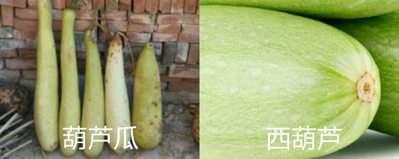 葫芦瓜和西葫芦的区别
