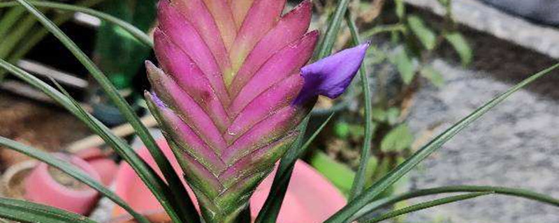 紫花凤梨的养殖方法和注意事项 花百科