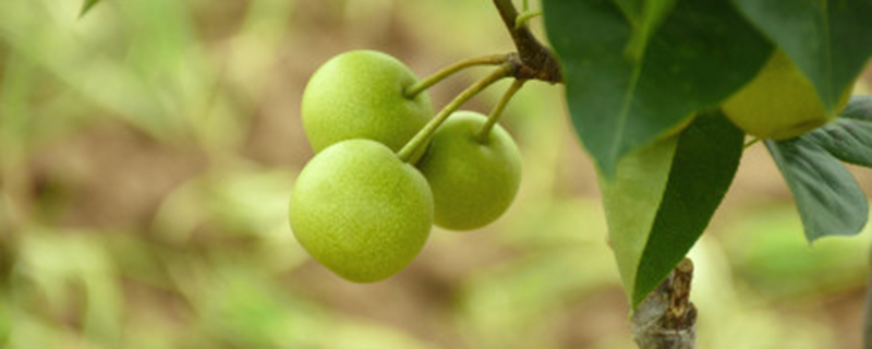 三唑酮在果树使用方法
