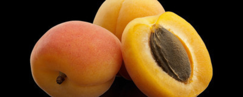 杏核能种出杏树吗